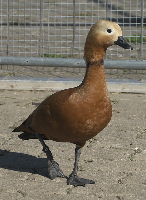 新星